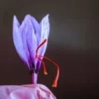 kashmiri-saffron-1-150x150